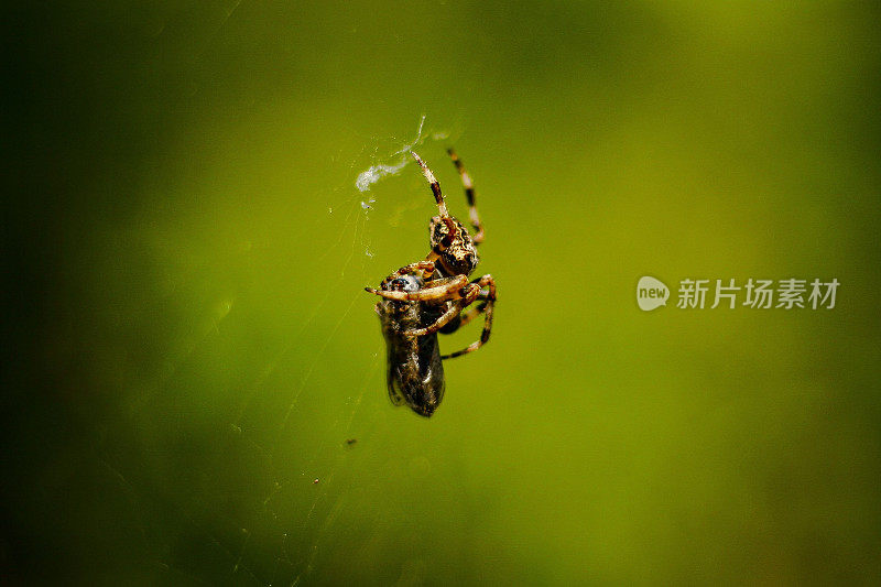 一只Cyclosa Conica蜘蛛站在它的蛛网上吃它的猎物的特写